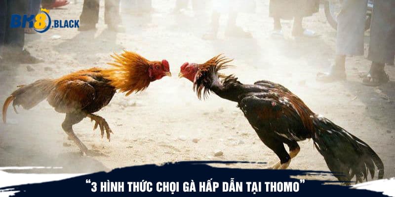 3 hình thức chọi gà hấp dẫn tại Thomo