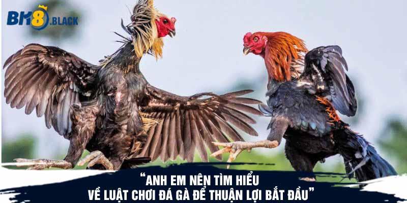 Anh em nên tìm hiểu về luật chơi đá gà để thuận lợi bắt đầu