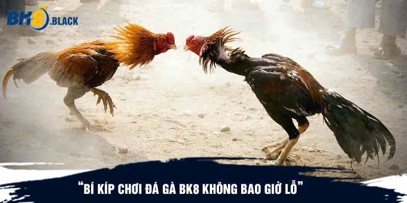 Bí kíp chơi đá gà BK8 không bao giờ lỗ 