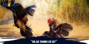 Đá gà Thomo có gì?