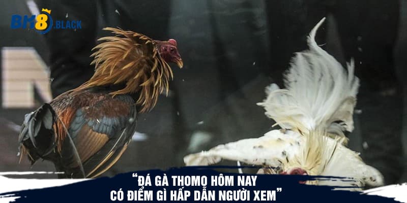 Đá gà thomo hôm nay có điểm gì hấp dẫn người xem