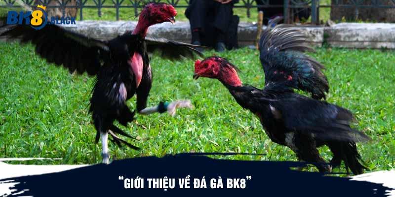 Giới thiệu về đá gà BK8