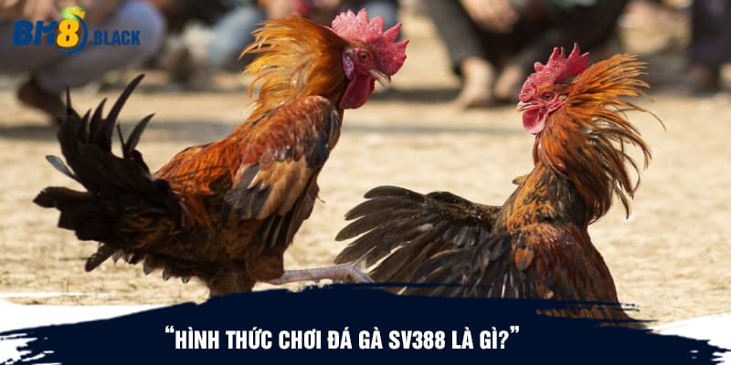 Hình thức chơi đá gà SV388 là gì?