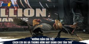 Hướng dẫn chi tiết cách coi đá gà thomo hôm nay dành cho tân thủ