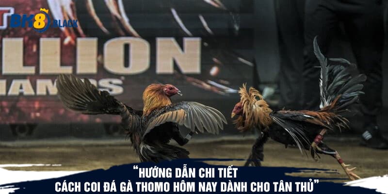 Hướng dẫn chi tiết cách coi đá gà thomo hôm nay dành cho tân thủ