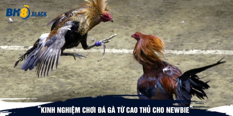 Kinh nghiệm chơi đá gà từ cao thủ cho newbie