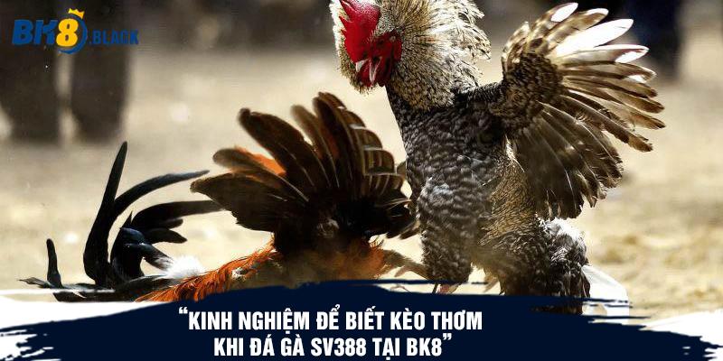 Kinh nghiệm để biết kèo thơm khi đá gà Sv388 tại BK8