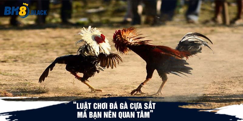 Luật chơi đá gà cựa sắt mà bạn nên quan tâm