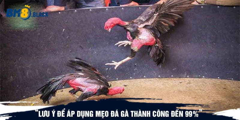 Lưu ý để áp dụng mẹo đá gà thành công đến 99%