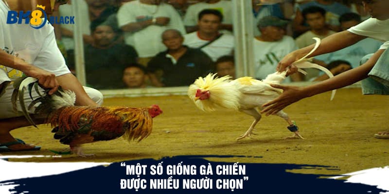 Một số giống gà chiến được nhiều người chọn