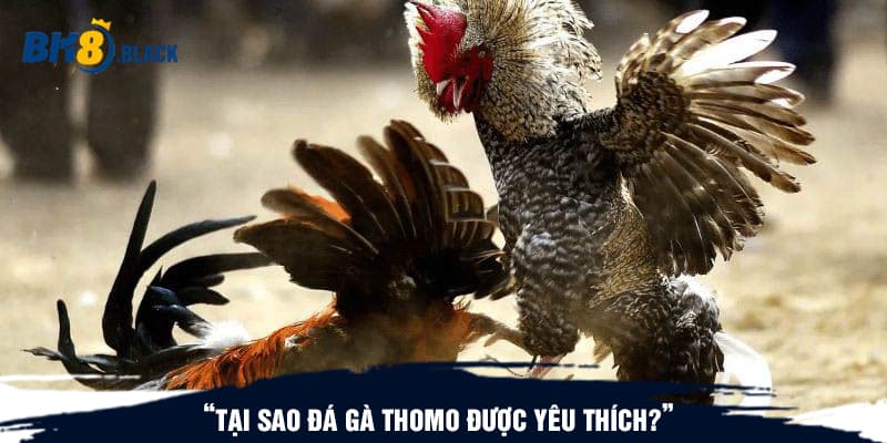 Tại sao đá gà Thomo được yêu thích?