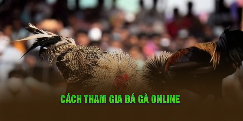 Cách tham gia đá gà online 