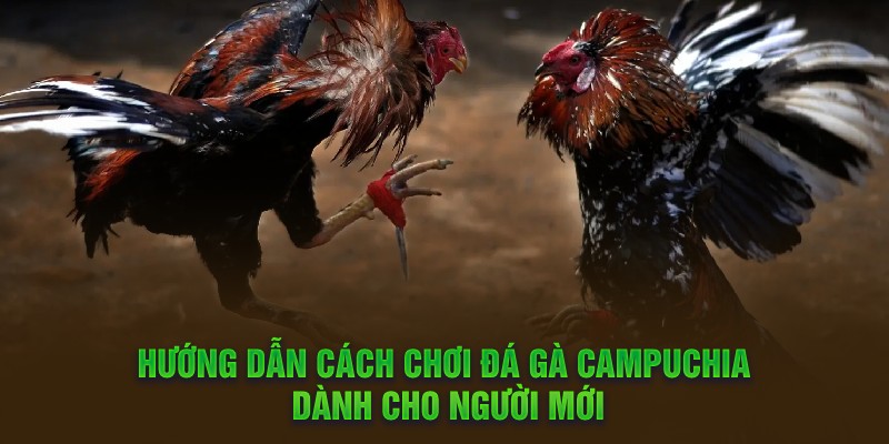 Hướng dẫn cách chơi đá gà Campuchia dành cho người mới