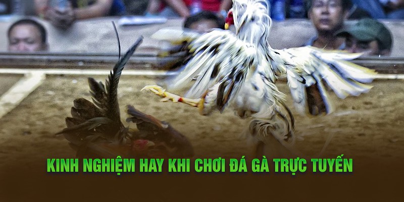 Kinh nghiệm hay khi chơi đá gà trực tuyến 