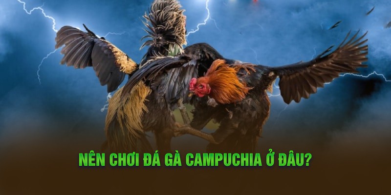 Nên chơi đá gà Campuchia ở đâu?