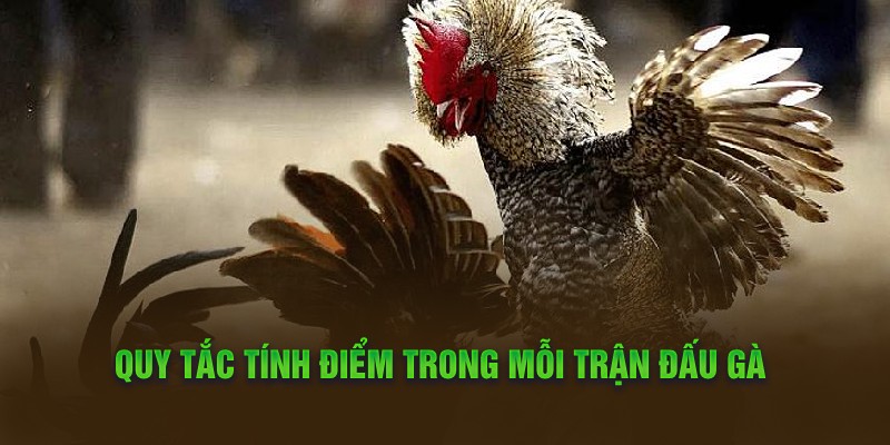 Quy tắc tính điểm trong mỗi trận đấu gà 