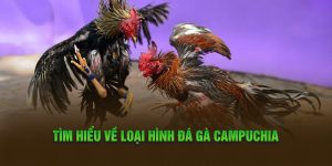 Tìm hiểu về loại hình đá gà Campuchia