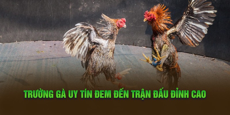 Trường gà uy tín đem đến trận đấu đỉnh cao